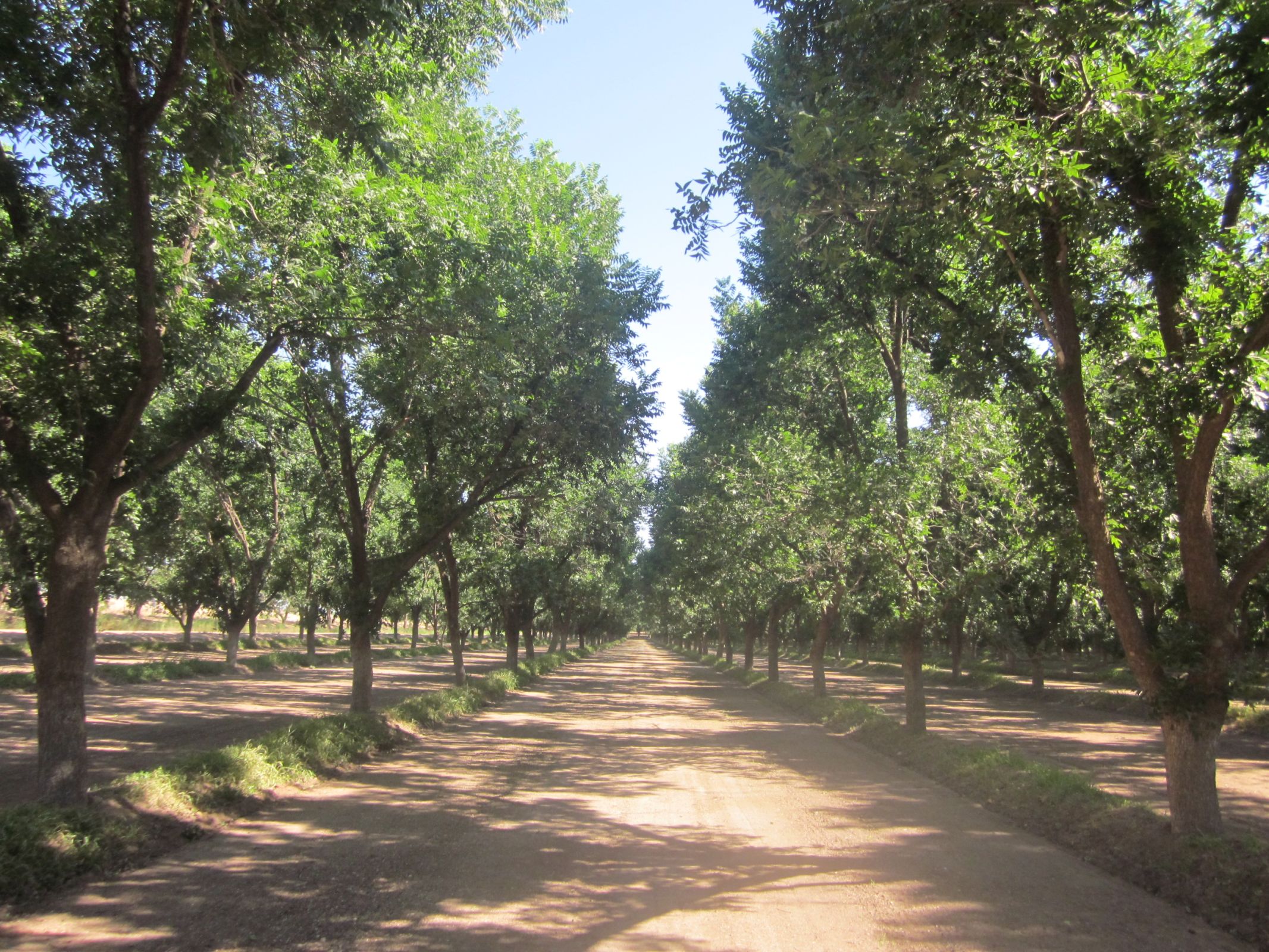 Pecan Orchard's image